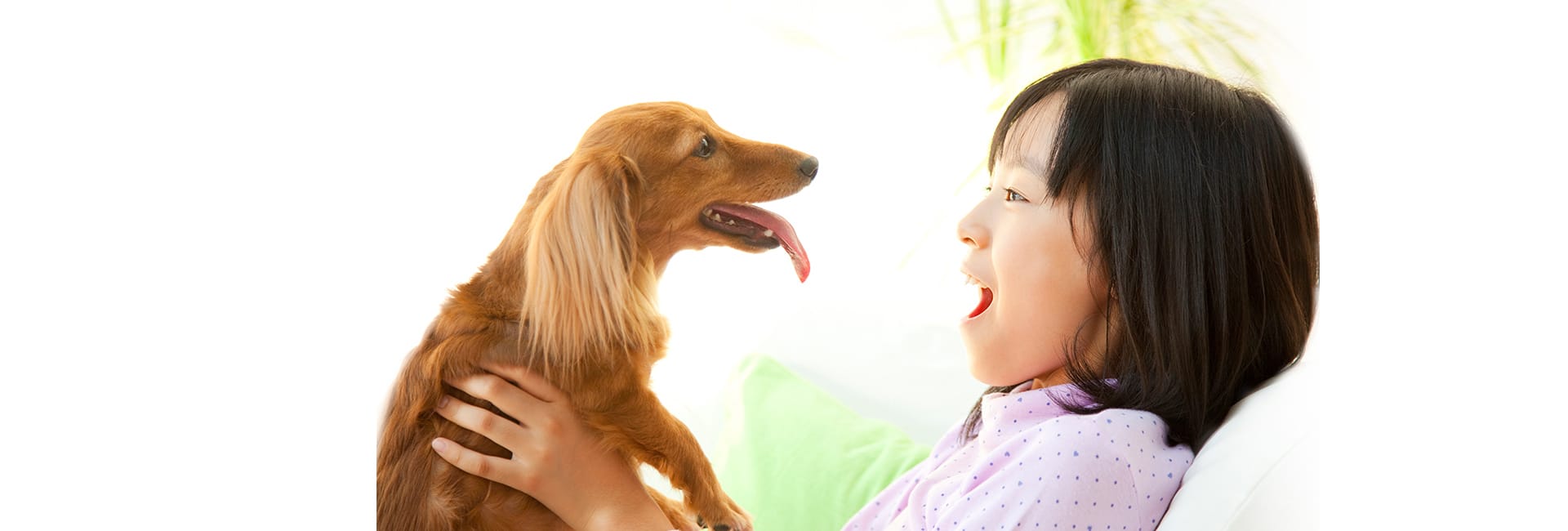 かとう犬猫病院は、犬・猫専門の動物病院です。大切な家族のことを想う飼い主様が一番納得できることを行い、『良いお別れができてよかった』『この子を飼ってよかった』そう思ってもらえるように、限られた時間を最大限良い時間にできるようお手伝いできればと思います。