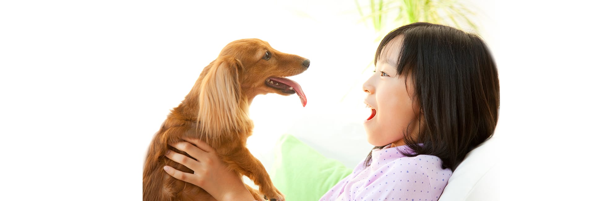 かとう犬猫病院は、犬・猫専門の動物病院です。大切な家族のことを想う飼い主様が一番納得できることを行い、『良いお別れができてよかった』『この子を飼ってよかった』そう思ってもらえるように、限られた時間を最大限良い時間にできるようお手伝いできればと思います。